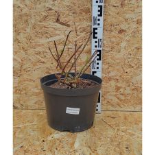 Гортензия метельчатая Strawberry Blossom (Строберри Блоссом) С7,5 50-60 см