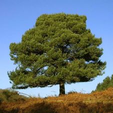 Сосна обыкновенная Pinus sylv. С2 30-50 см