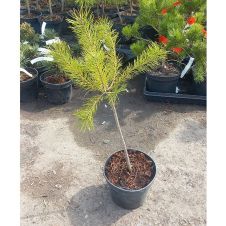 Сосна обыкновенная Pinus sylv. С2 30-50 см