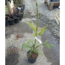 Ель обыкновенная Picea Abies C3 40-60 см