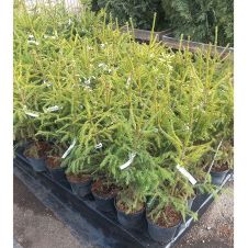 Ель обыкновенная Picea Abies C3 40-60 см