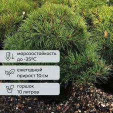 Сосна горная Mughus (Мугус) С10 20-30см