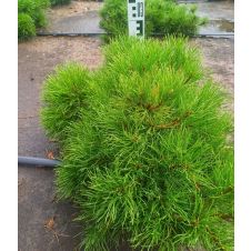 Сосна горная Mughus (Мугус) С10 20-30см