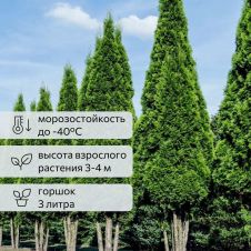 Туя западная Pyramidalis Compacta (Пирамидалис Компакта) С3 30-40 см
