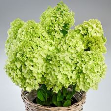 Гортензия метельчатая Пандора (Pandora) С3