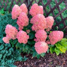 Гортензия метельчатая Пандора (Pandora) С3