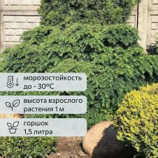 Тсуга канадская «Jeddeloh» (Джедделох)