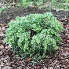 Тсуга канадская «Jeddeloh» (Джедделох)