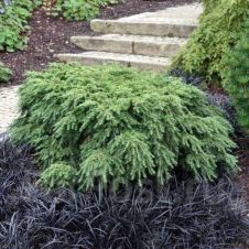 Тсуга канадская «Jeddeloh» (Джедделох)